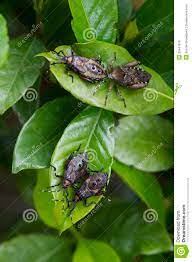 Garden Pests Chase Them Away By Mixing 1 Tablespoon Of Hot Mustard Or Red Pepper With 1 Quart Of Water Spray Directly The F Garden Pests Gardenia Bush Pests