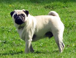 Pug Simple English Wikipedia The Free Encyclopedia