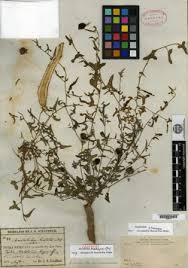 Image result for Aristolochia zenkeri