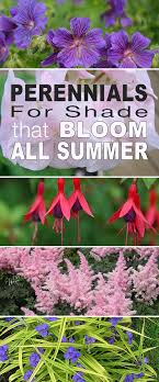 This type of plant is known for growing and blooming over spring and summer. Perennials For Shade That Bloom All Summer The Garden Glove