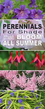 From vibrant perennials to delicate annual blossoms, partial sun flowers beautify your environment. Perennials For Shade That Bloom All Summer The Garden Glove