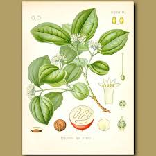 Image result for Strychnos