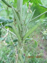 Image result for Cyamopsis