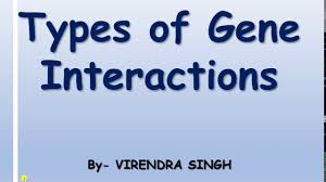 Types Of Gene Interaction Inheritance Biology For Csir Gate Dbt Icmr Etc Youtube