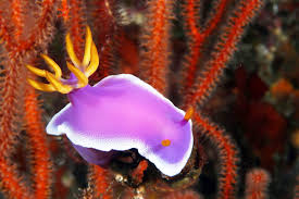 Kết quả hình ảnh cho sên biển