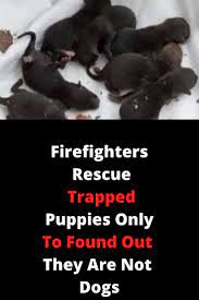News stories, photos, and videos on nbcnews.com. Firefighters Rescue Trapped Puppies Only To Found Out They Are Not Dogs Puppies Silly Dogs Dog Stories