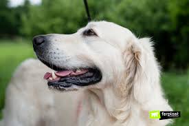 Even cutting off just one whisker likely won't have much of an effect on your dog. What Are A Dog S Whiskers For Why Do They Fall Out