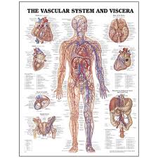 Find the perfect anatomy charts stock illustrations from getty images. Peter Bachin Anatomical Chart Series Vascular System And Viscera Simulation Training Resources Simulation Learning Healthcare Nasco