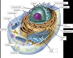 25 Animal Cells Diagram With Labels Markcritz Template Design Cell Diagram Cell Diagram Project Plant And Animal Cells
