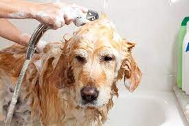 Quand nous avons découvert cette recette en poudre de shampoing pour chien fait maison, nous avons pratiquement sauté de joie… Comment Preparer Soi Meme Un Shampooing Pour Chien My Animals