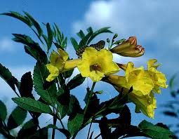 Check spelling or type a new query. Texas Superstar