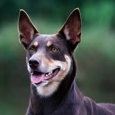 Is A Kelpie Right For Your Family Greencross Vets
