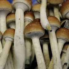 Image result for Psilocybin