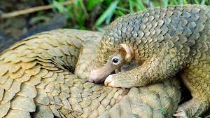 Pangolin mama and baby face mask with optional adjustable ear loops. Philippine Pangolins Can Still Be Saved Study Finds Ecowatch
