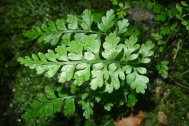 Image result for Asplenium simii