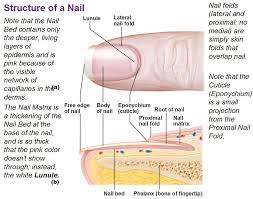 Nail Diagram Bing Images Skin Anatomy Nail Tech School Integumentary System