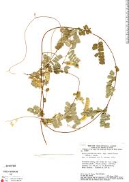 Image result for Abrus melanospermus