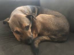 How to recognize a dying dog. Do All Dogs Go To Heaven Echo Was Diagnosed Today With Lymphoma 10 16 Weeks Left With The Dog That Made Me A Better Human I Ll Make It The Best 16weeks You Ve Ever