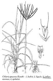 Image result for Chloris gayana