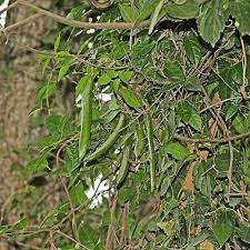 Image result for Trichilia quadrivalvis