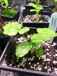 Image result for Cussonia arenicola