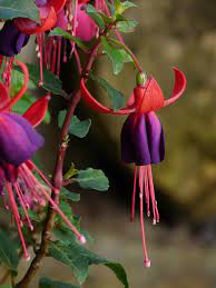 Free Image On Pixabay Fuchsia Purple Flowers Garden Fuchsia Flowers Beautiful Flowers