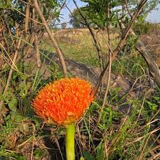 Image result for Trichodesma physaloides