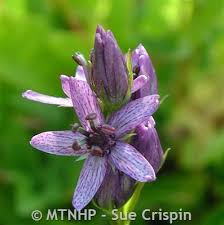 Image result for Swertia erosula