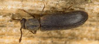 Wood Boring Beetles The Risks They Pose To Your Property Abc Blog Wood Termites Beetle Wood