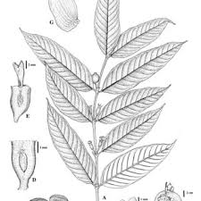 Image result for Ixora kalehensis