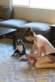 Be careful not to rub the mess into the rug. How To Clean Dog Diarrhea From Your Carpet Homeviable