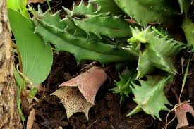 Image result for Huernia longituba