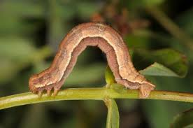 Image result for Aplocera efformata