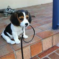 11 grunde weshalb du dir niemals einen hund kaufen solltest hunderassen tiere hund tiere