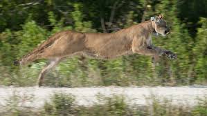 Goaltender roberto luongo of the florida panthers looks to stop the puck against the nashville predators during the game at office. Fwc Says 2 Florida Panthers Were Hit By Cars Wtsp Com