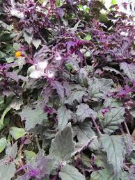 Image result for Gynura