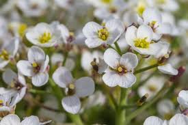 Image result for Crambe hispanica