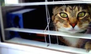 Kizginlik Donemi Nasil Atlatilir Kizisan Kedi Nasil Sakinlestirilir