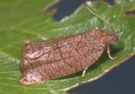 Image result for Archips rosanus