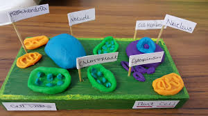 The cell is the outermost boundary in plants, and it. Trinity Science On Twitter Year 7 Plant And Animal Cell Models Http T Co Iqhv4ye8wb