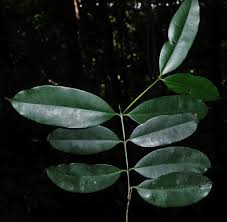 Image result for Symphonia globulifera