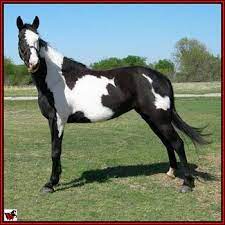 … free to good home. Tennessee Walking Horse For Sale Non Resident Phantom Of The River 20708784 Tennessee Walking Horse Walking Horse Horses