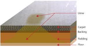 If you have problems finding colorado springs, perhaps you shouldn't go climbing. Bee Kleen Colorado Springs Pet Stain Odor Experts Call Us