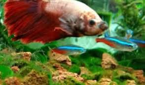 What Fish Can Live With Bettas The Tank Mate Guide