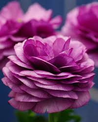 Ranunculus can look like miniature peonies and they are something gardeners can grow in the challenging southeast climate. Ranunculus Aviv Purple Hayloft