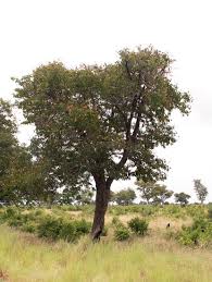 Image result for Baikiaea