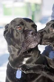 Hanno bisogno di livelli bilanciati di proteine, grassi e carboidrati. 79 Tigrato Corso Cane Cucciolo L2sanpiero