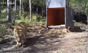 But how to relate this statement to the king of asian forests, that eclipses other big cats with its majestic appearance? Siberian Tiger Released Into The Wild With Collar To Monitor Its Movements And Hunting Grounds Global Times