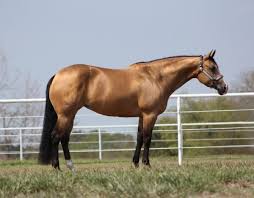 Sometimes has an attitude when cinching. Quarter Horses For Sale Paint Horses Reining Horses For Sale At Hilldale Farm