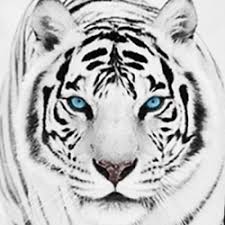 Jformiguera tigre blanco 6.5 14 de noviembre de 2011. Descargar Fondo De Pantalla De Tigre Blanco Hd Para Android